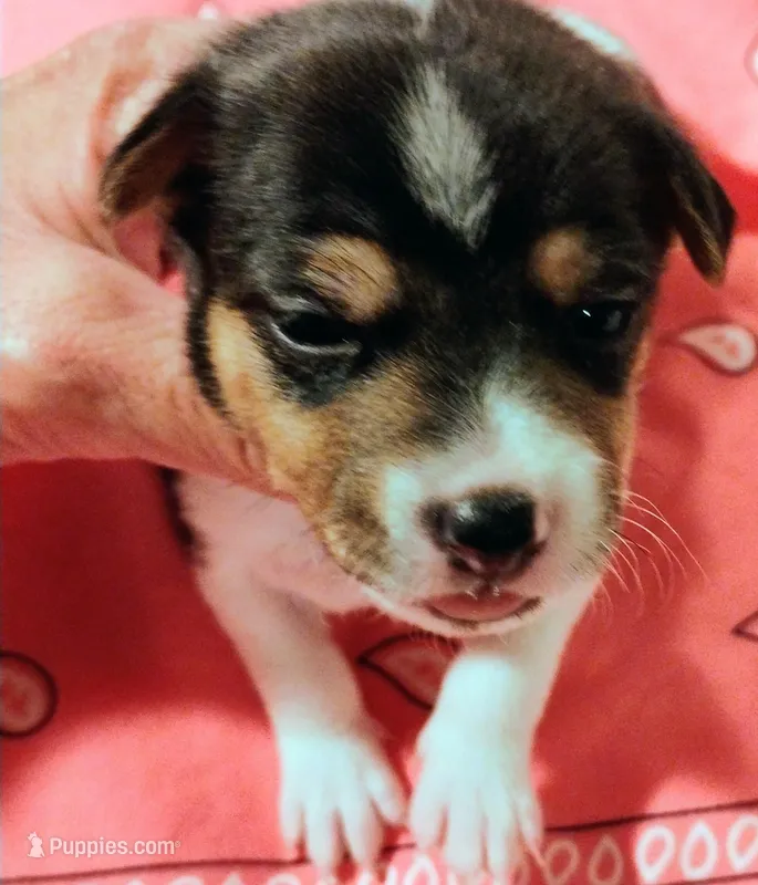 Jody – Rat Terrier puppy for sale in Ocala, FL