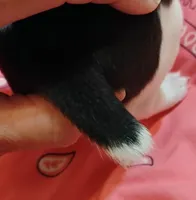 Jody, a female Rat Terrier for sale in Ocala, FL – Photo 3 of 7