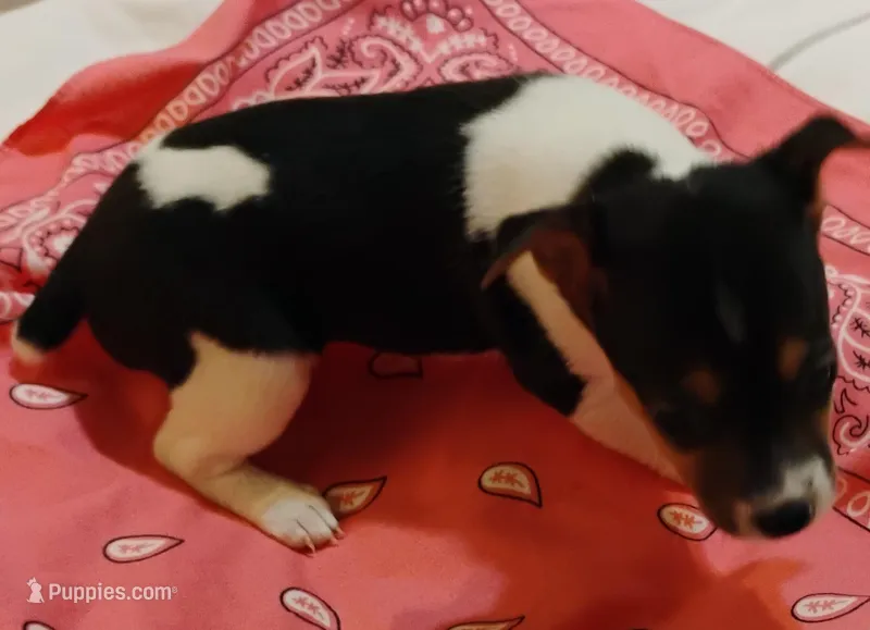 Jody – Rat Terrier puppy for sale in Ocala, FL