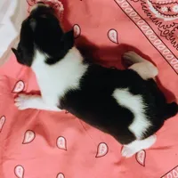 Jody, a female Rat Terrier for sale in Ocala, FL – Photo 3 of 4