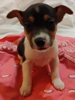 Jody, a female Rat Terrier for sale in Ocala, FL – Photo 5 of 7