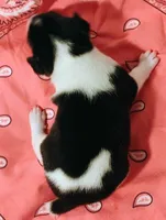 Jody, a female Rat Terrier for sale in Ocala, FL – Photo 2 of 4