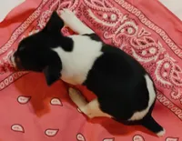 Jody, a female Rat Terrier for sale in Ocala, FL – Photo 2 of 7