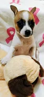 Peaches, a female Rat Terrier for sale in Ocala, FL – 4 of 8
