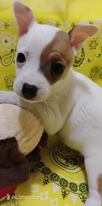 Penny – Rat Terrier puppy for sale in Ocala, FL