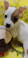 Penny, a female Rat Terrier for sale in Ocala, FL – 1 of 6