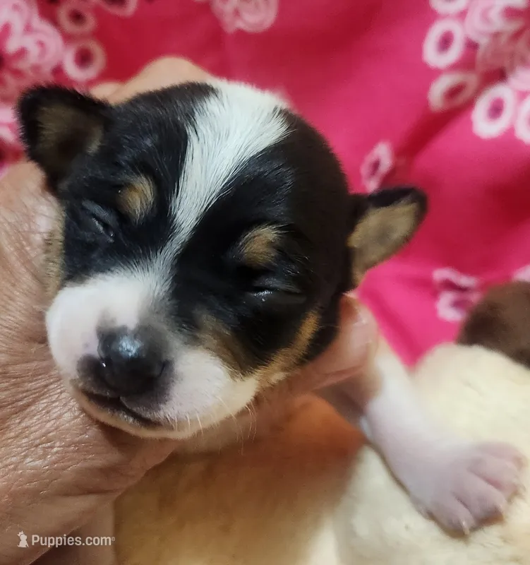 Precious – Rat Terrier puppy for sale in Ocala, FL