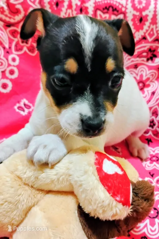 Precious – Rat Terrier puppy for sale in Ocala, FL