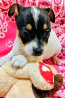 Precious, a female Rat Terrier for sale in Ocala, FL – 1 of 7