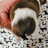 Bentley, a male Rat Terrier for sale in Ocala, FL – Photo 2 of 3