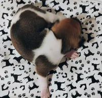 Bentley, a male Rat Terrier for sale in Ocala, FL – Photo 3 of 3