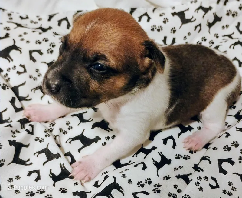 Bentley – Rat Terrier puppy for sale in Ocala, FL