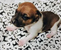 Bentley, a male Rat Terrier for sale in Ocala, FL – Photo 1 of 3