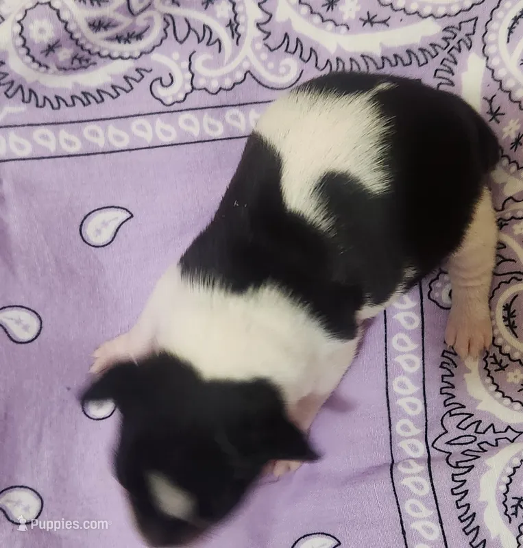 Paige – Rat Terrier puppy for sale in Ocala, FL