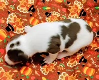 Sadie, a female Rat Terrier for sale in Ocala, FL – 3 of 5