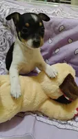 Paige, a female Rat Terrier for sale in Ocala, FL – 8 of 10