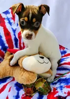 Baker chocolate, a male Rat Terrier for sale in Ocala, FL – Photo 2 of 7