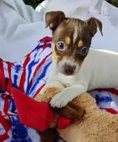 Baker chocolate, a male Rat Terrier for sale in Ocala, FL – Photo 4 of 7