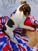 Baker chocolate, a male Rat Terrier for sale in Ocala, FL – Photo 5 of 7