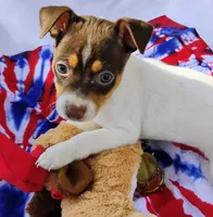 Baker chocolate, a male Rat Terrier for sale in Ocala, FL – Photo 1 of 7