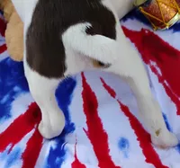 Baker chocolate, a male Rat Terrier for sale in Ocala, FL – Photo 3 of 7