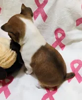Peaches, a female Rat Terrier for sale in Ocala, FL – 6 of 8