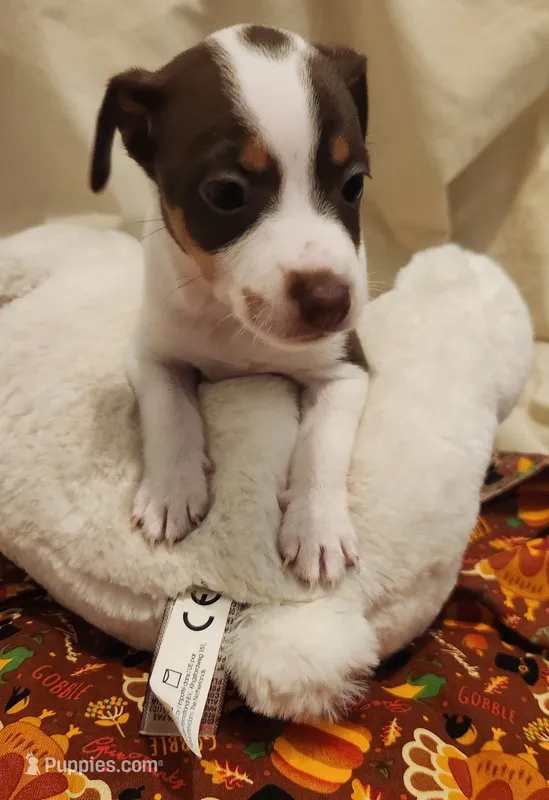 Sadie – Rat Terrier puppy for sale in Ocala, FL