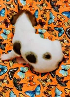 Jody , a female Rat Terrier for sale in Ocala, FL – 3 of 5