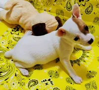 Penny, a female Rat Terrier for sale in Ocala, FL – 3 of 6