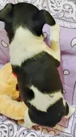 Paige, a female Rat Terrier for sale in Ocala, FL – 9 of 10