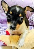 Paige, a female Rat Terrier for sale in Ocala, FL – 2 of 10