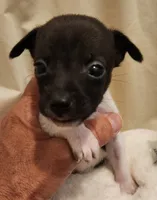 Lucy-TINY, a female Rat Terrier for sale in Ocala, FL – 3 of 4