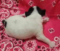 Precious, a female Rat Terrier for sale in Ocala, FL – 5 of 6