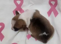 Peaches, a female Rat Terrier for sale in Ocala, FL – 3 of 4