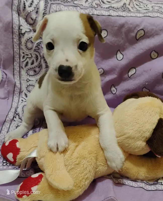 Buddy – Rat Terrier puppy for sale in Ocala, FL