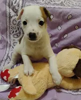 Buddy, a male Rat Terrier for sale in Ocala, FL – 1 of 5