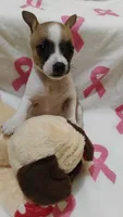Peaches, a female Rat Terrier for sale in Ocala, FL – 5 of 8