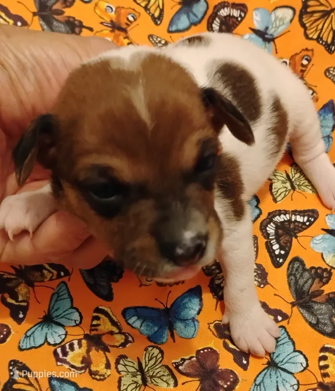 Jody  – Rat Terrier puppy for sale in Ocala, FL