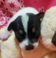 Precious, a female Rat Terrier for sale in Ocala, FL – 3 of 6