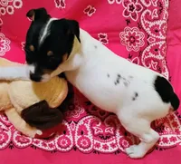Precious, a female Rat Terrier for sale in Ocala, FL – 5 of 7