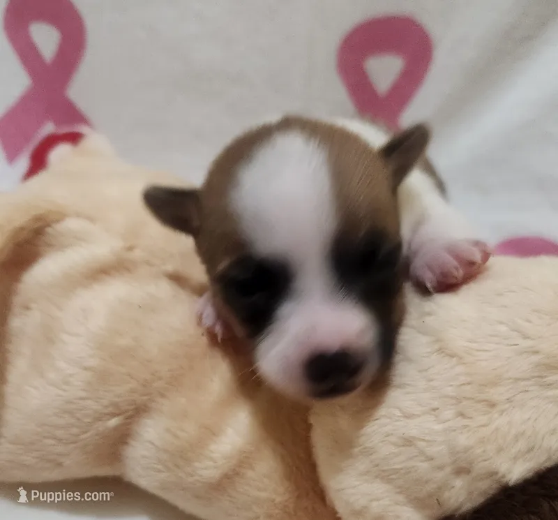 Peaches – Rat Terrier puppy for sale in Ocala, FL
