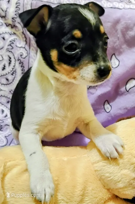 Paige – Rat Terrier puppy for sale in Ocala, FL