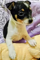 Paige, a female Rat Terrier for sale in Ocala, FL – 4 of 10