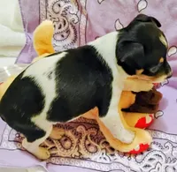 Paige, a female Rat Terrier for sale in Ocala, FL – 6 of 10