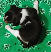 Buddy, a male Rat Terrier for sale in Ocala, FL – Photo 5 of 5