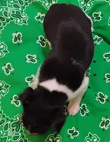 Buddy, a male Rat Terrier for sale in Ocala, FL – Photo 3 of 5