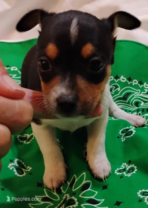 Buddy – Rat Terrier puppy for sale in Ocala, FL