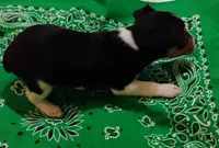 Buddy, a male Rat Terrier for sale in Ocala, FL – Photo 2 of 5