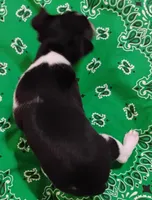 Buddy, a male Rat Terrier for sale in Ocala, FL – Photo 5 of 5