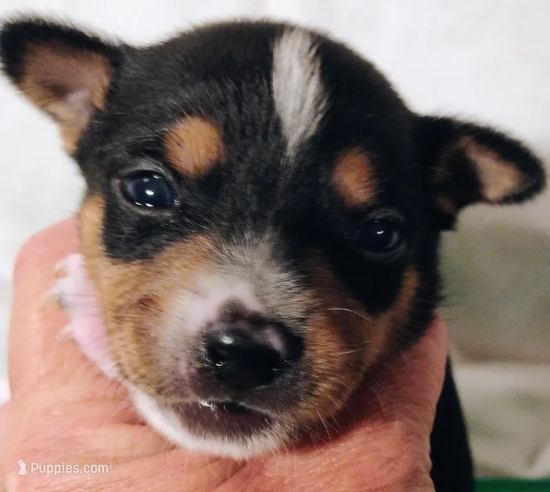 Buddy – Rat Terrier puppy for sale in Ocala, FL